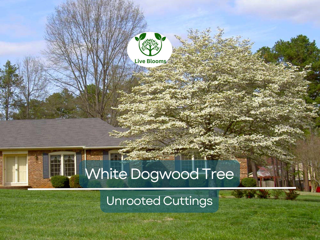 6 Unrooted Cuttings WHITE Dogwood Tree Heirloom (Cornus florida) - 6 Inches, Ornamental Tree, Hardy, Perfect for Gardens & Landscaping