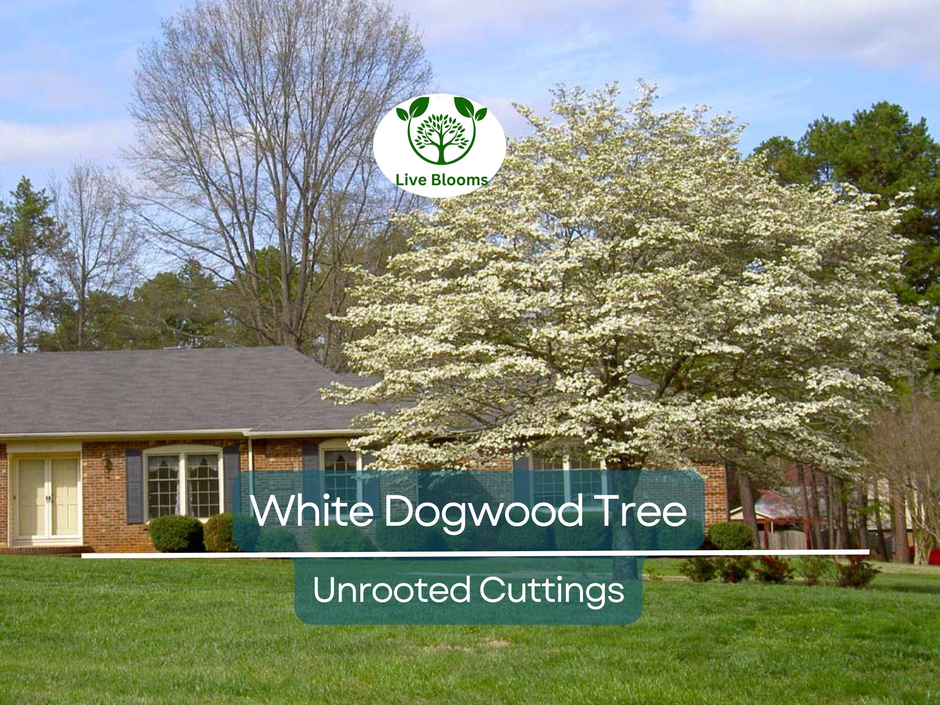 6 Unrooted Cuttings WHITE Dogwood Tree Heirloom (Cornus florida) - 6 Inches, Ornamental Tree, Hardy, Perfect for Gardens & Landscaping