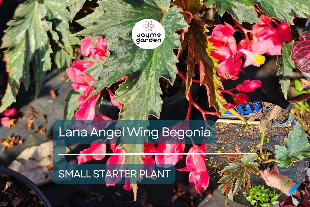Lana Angel Wing Begonia Starter Plant - 10 Inches Tall - Bright Pink Flowers & Stunning Foliage for Indoor Decor Tropical Gardens