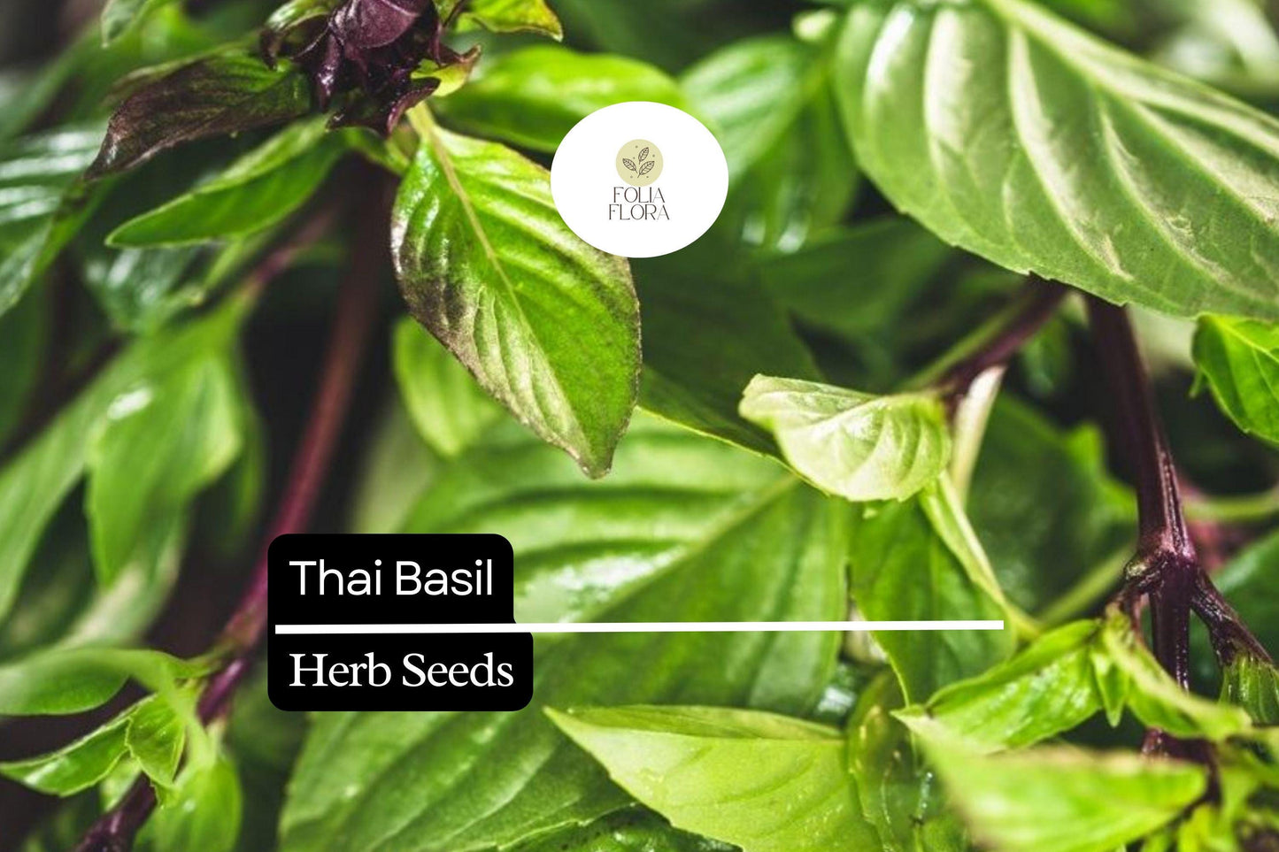 200 Thai Basil Seeds – Ocimum basilicum var. thyrsiflora – Heirloom, Sweet & Spicy, Aromatic, Non-GMO