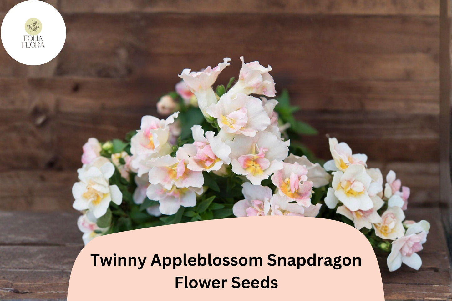 1000+ Twinny Appleblossom Snapdragon Seeds | Antirrhinum majus | Soft Pink & Cream Double Blooms