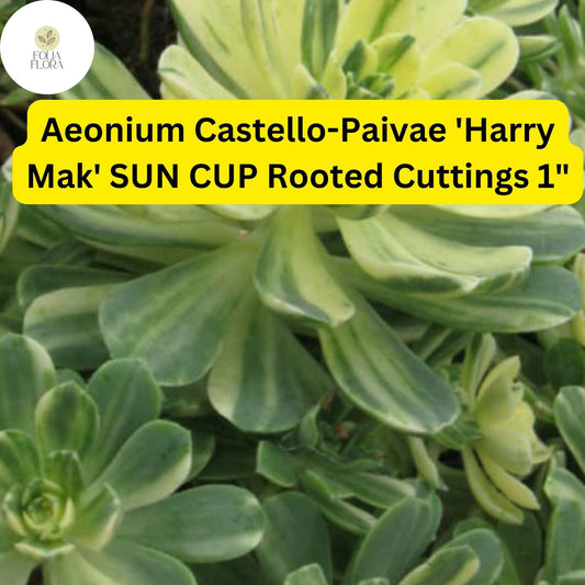 Aeonium castello-paivae ‘Harry Mak’ Sun Cup | 3 Rooted Cuttings 1" Live Succulent Plants | Variegated Rosettes