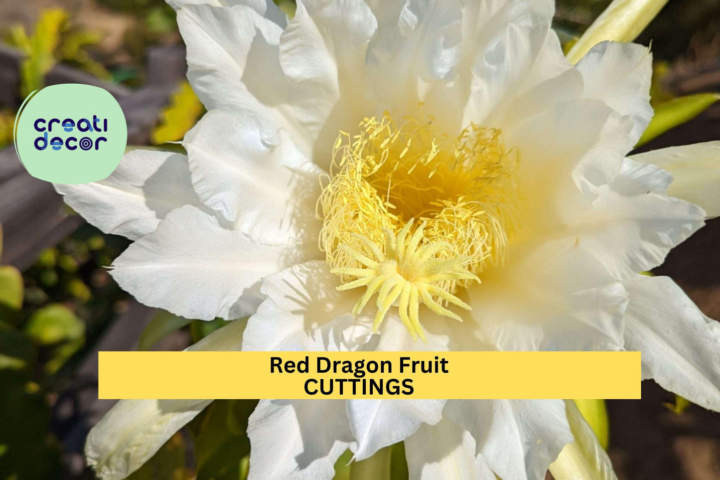 2 Red Dragon Fruit Cuttings | Condor Variety 9–14" | Hylocereus Cactus Starter | Grow Sweet Tropical Fruits | USA Seller