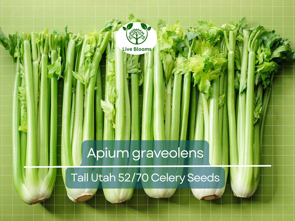 2500 Seeds Celery Tall Utah 52/70 - Apium graveolens | Heirloom Celery for Planting, Gardening Crisp Stalks for Cooking & Salads