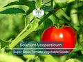 100 mg Seeds Tomato Super Sioux – Solanum lycopersicum | Heat-Tolerant Tomato Variety for Planting & Home Gardening