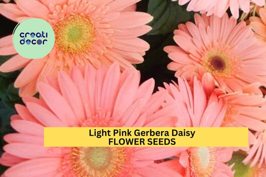 200+ Light Pink Gerbera Daisy Seeds – Soft Pastel Blooms for Garden Planting, Elegant Annuals for Beds, Borders & Bouquets – USA