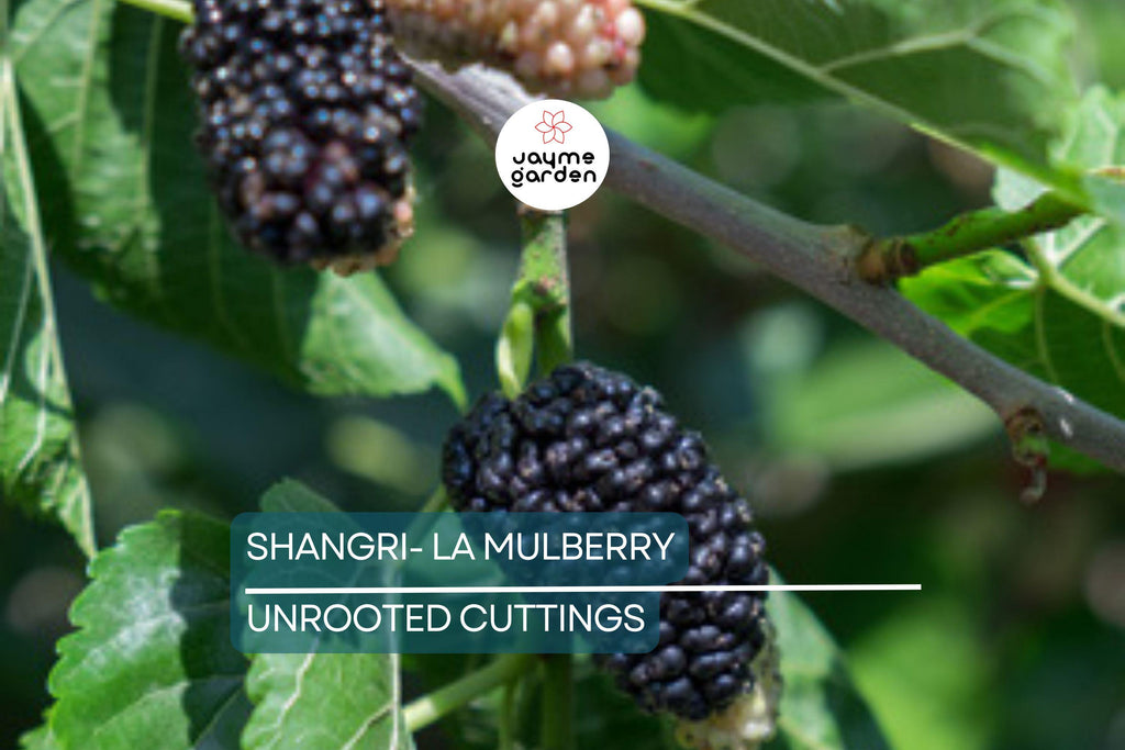 12 Fresh Shangri-La Mulberry Cuttings for Rooting or Grafting, Sweet Large Fruits