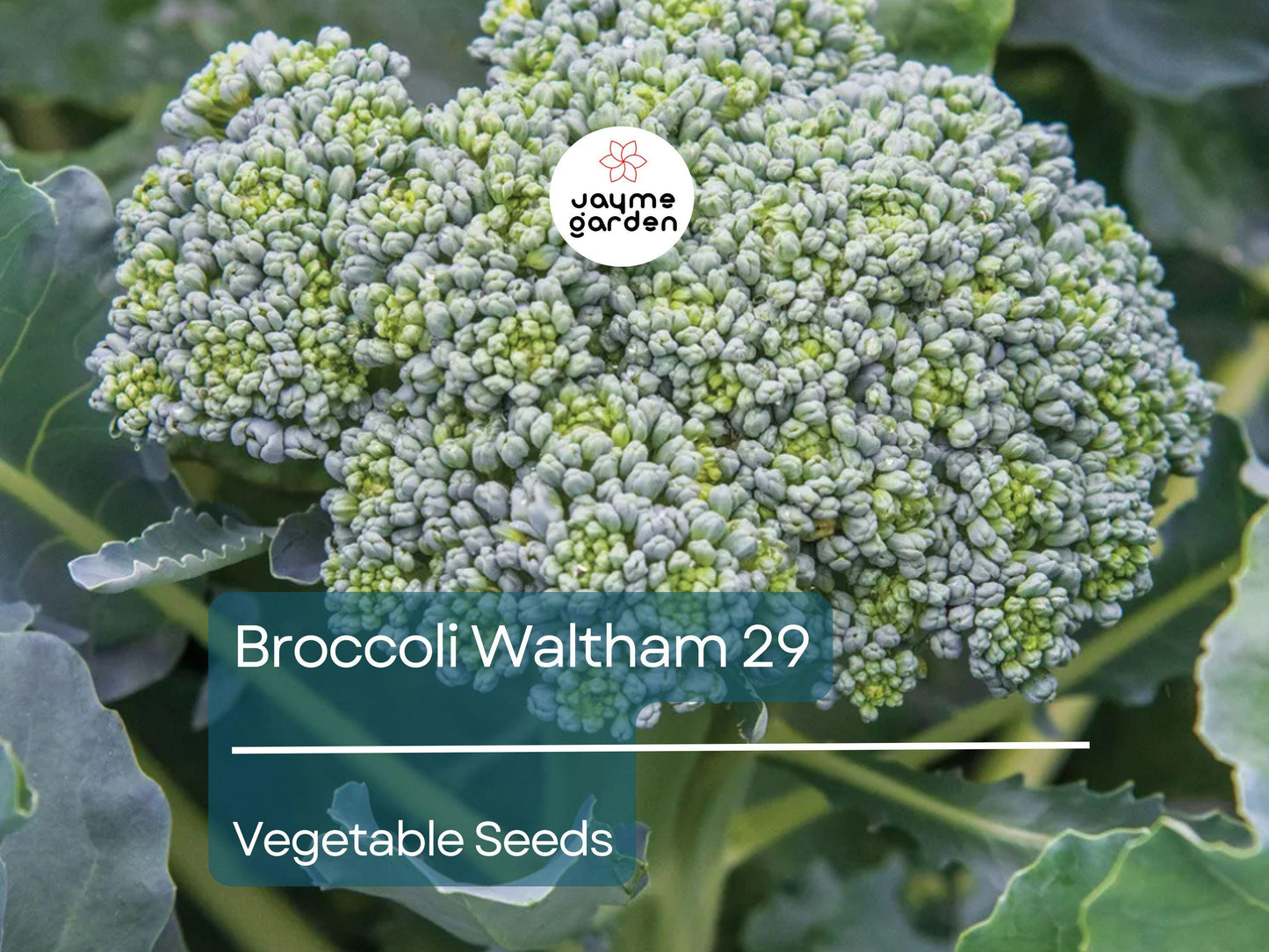 Broccoli Waltham 29 Seeds (1 Gram) - Heirloom Non-GMO Variety - High-Yield, Sweet Broccoli for Fresh Eating, Steaming, & Gardening