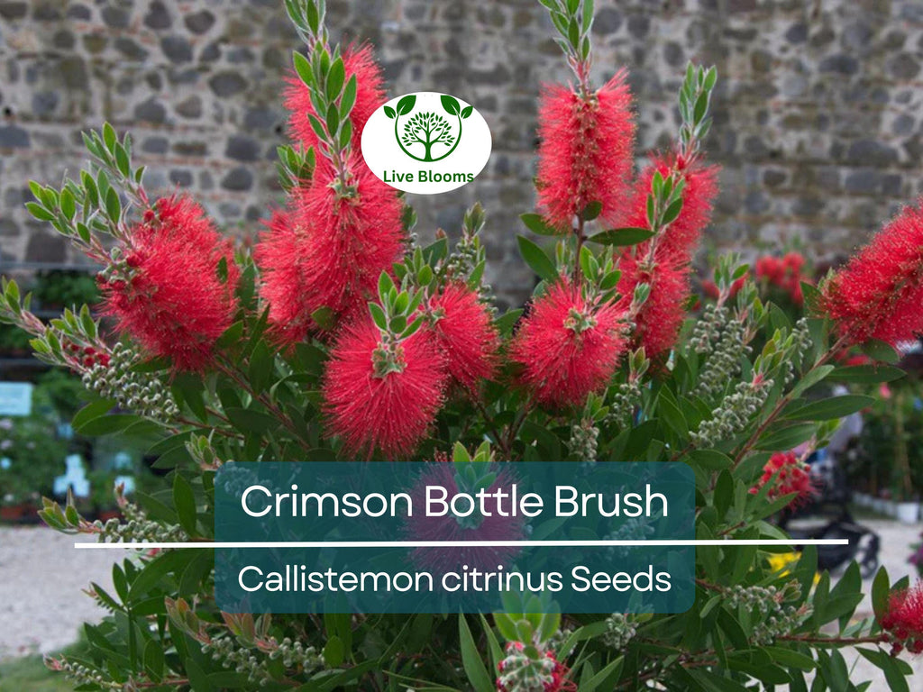 100 Crimson Bottle Brush Tree Seeds, Red Flowering Plant (Callistemon citrinus), Non-GMO, Hardy Garden Shrub, Easy to Grow