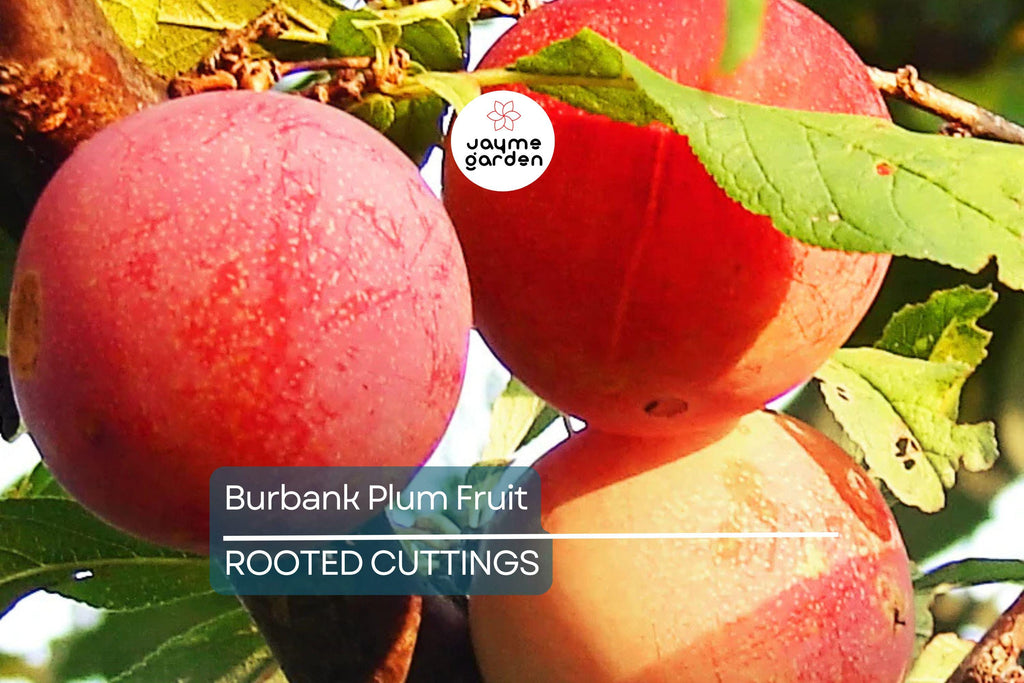 6 Burbank Plum Fruit Tree Scion Cuttings 6-10 Inches | Rooting, Grafting, High-Quality Plum