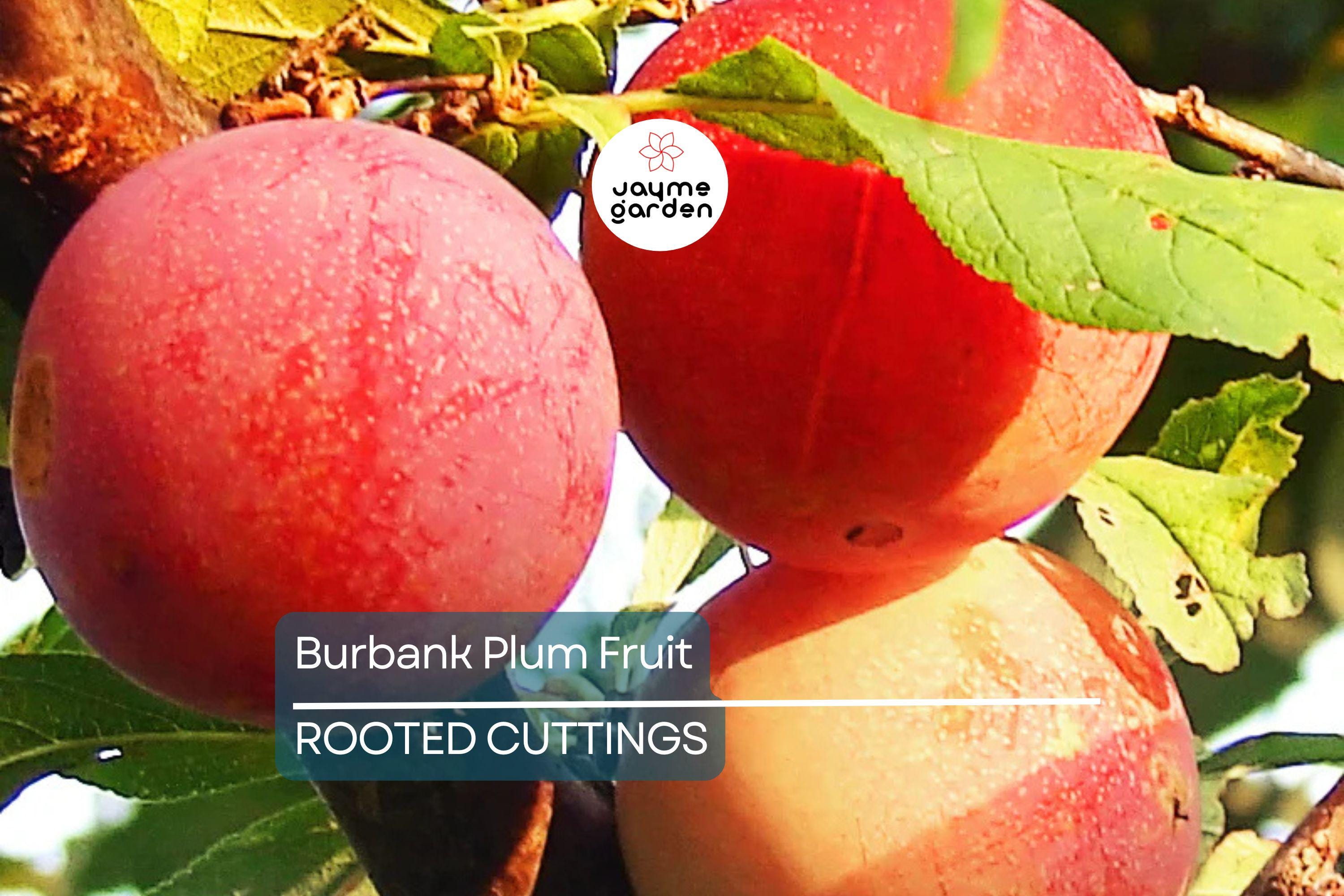 6 Burbank Plum Fruit Tree Scion Cuttings 6-10 Inches | Rooting, Grafting, High-Quality Plum