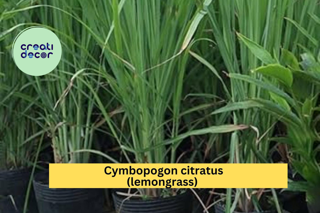 Lemongrass Live Plants – 3 Fully Rooted Stalks Ready to Grow, Cymbopogon Citratus, Tropical Herb for Garden or Pots, Easy to Grow
