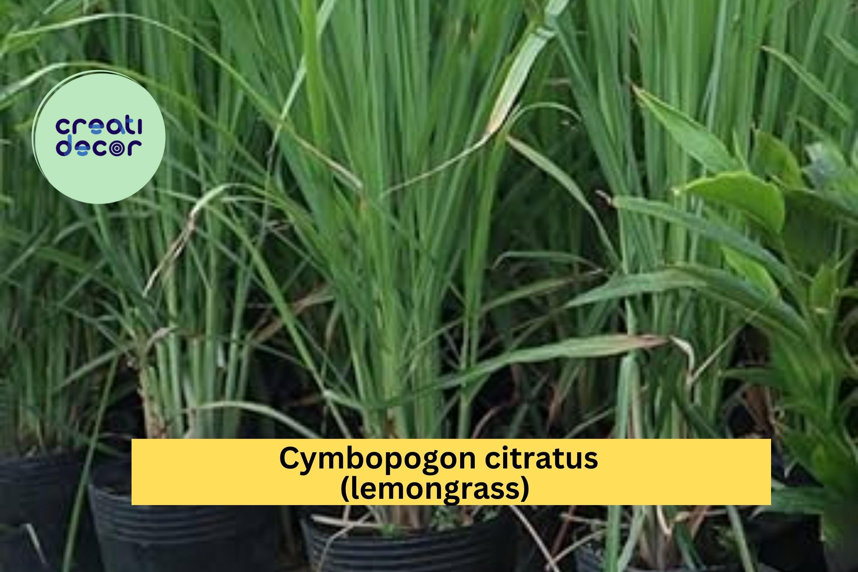 Lemongrass Live Plants – 3 Fully Rooted Stalks Ready to Grow, Cymbopogon Citratus, Tropical Herb for Garden or Pots, Easy to Grow
