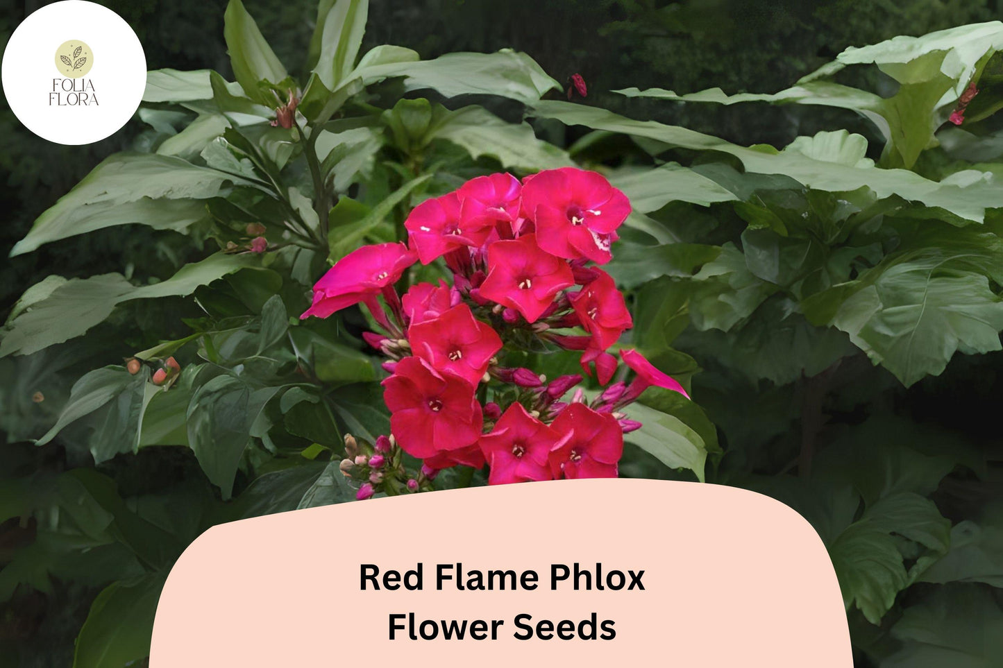 100+ Red Flame Phlox Seeds – Tall Perennial Garden Flower Seeds, Phlox paniculata