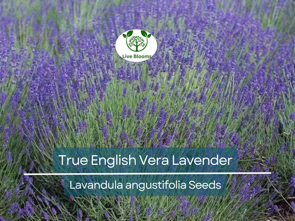 500 Seeds LAVENDER True English Vera (Lavandula angustifolia), Fragrant Perennial Flowers, Non-GMO, Perfect for Gardens, Aromatherapy