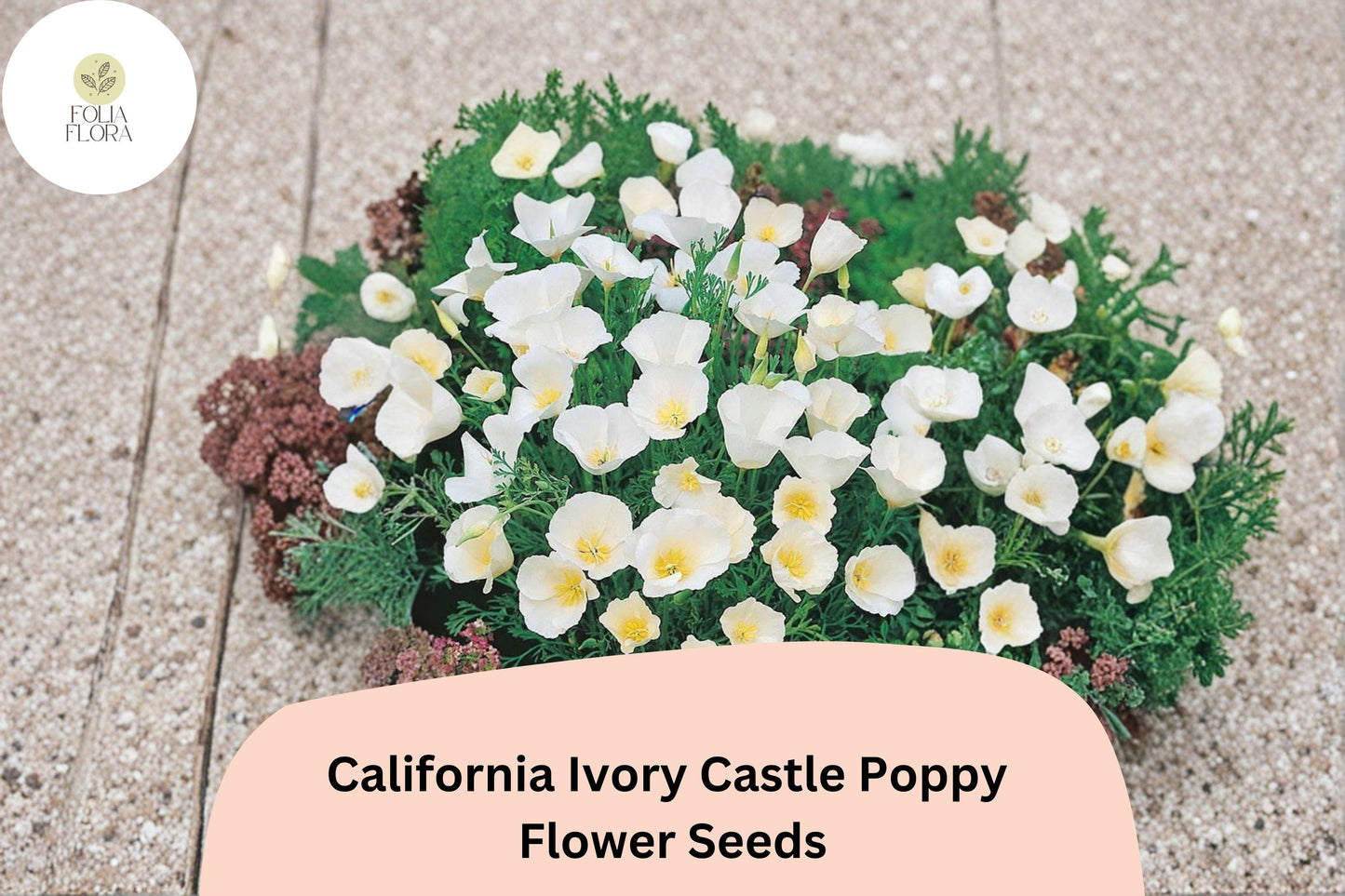 200+ California Ivory Castle Poppy Seeds for Garden Planting - White Flowers, Easy to Grow, Drought Tolerant