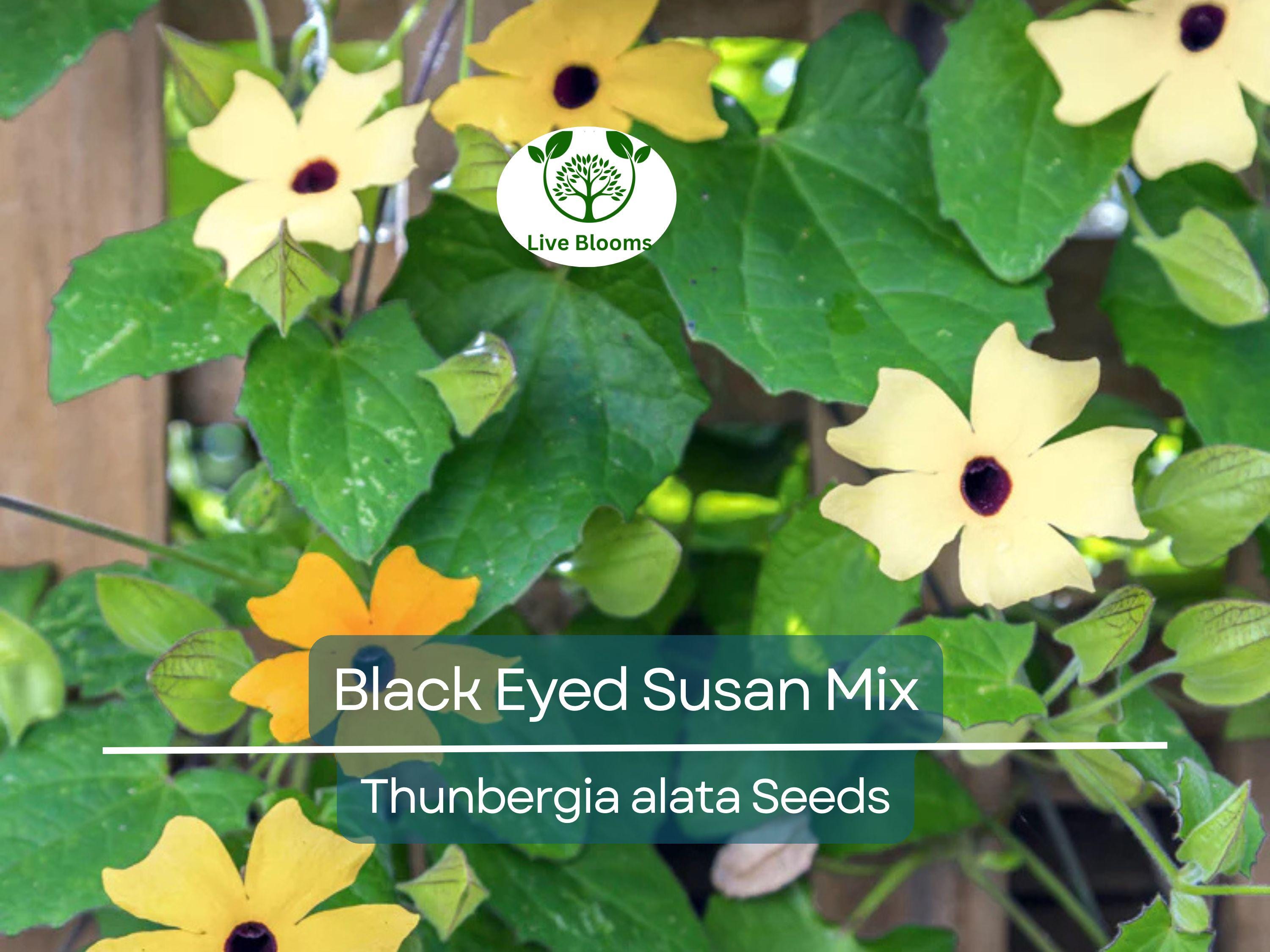 50 Seeds Black Eyed Susan Vine Mixed Colors – Non-GMO, Tender Perennial, Attracts Pollinators, Vibrant Flowers for Gardens & Trellises