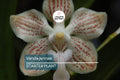 Orchid Species Vanda Jennae Seedling | Rare 6-Inch Potted Orchid for Indoor & Outdoor Growth | Exotic Tropical Orchid Plant