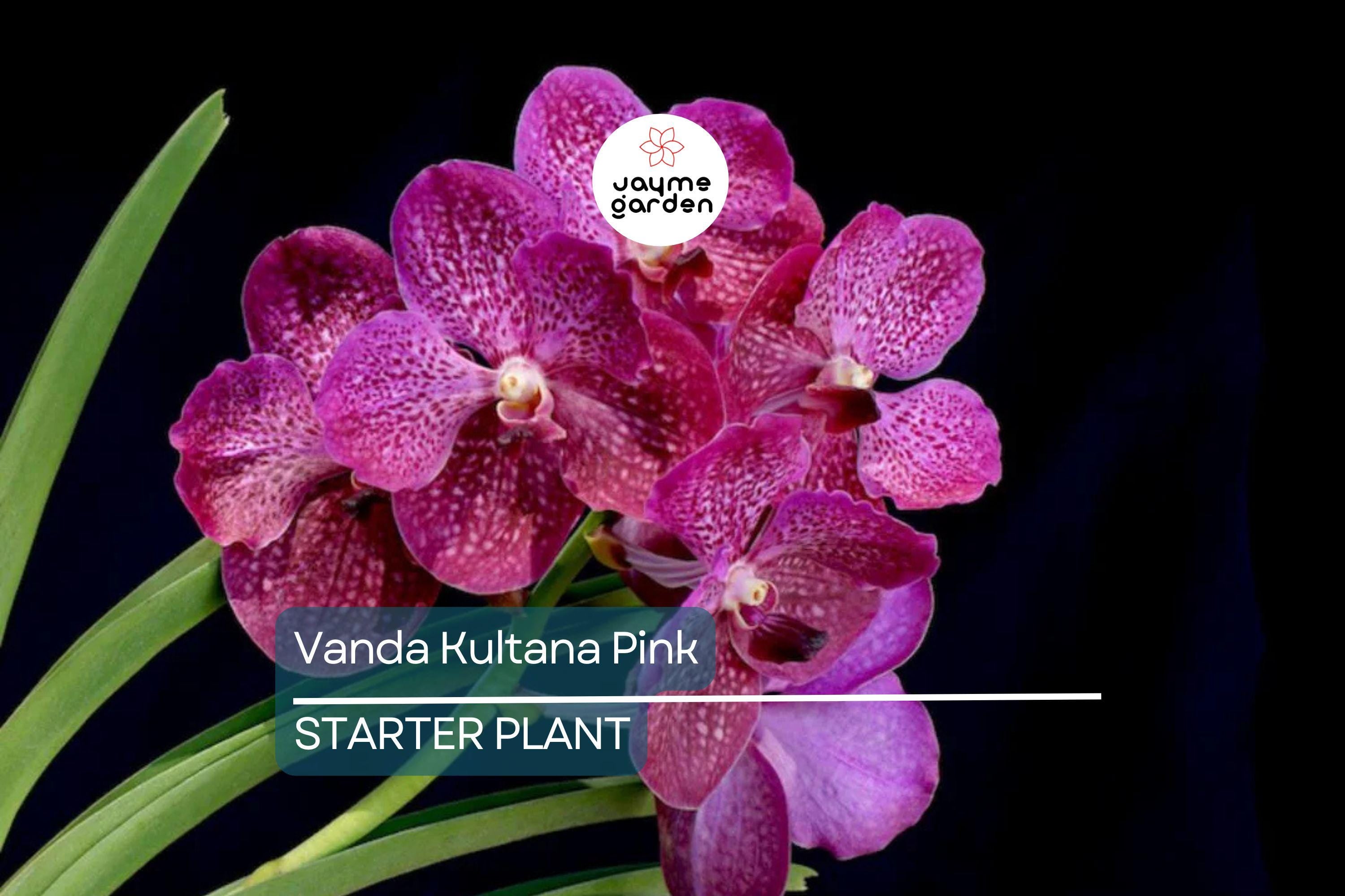 Vanda Kultana Pink Orchid Starter Plant | 3" Pot | Stunning Pink Blooms | Live Well-Rooted Orchid | Indoor & Outdoor | Easy Care