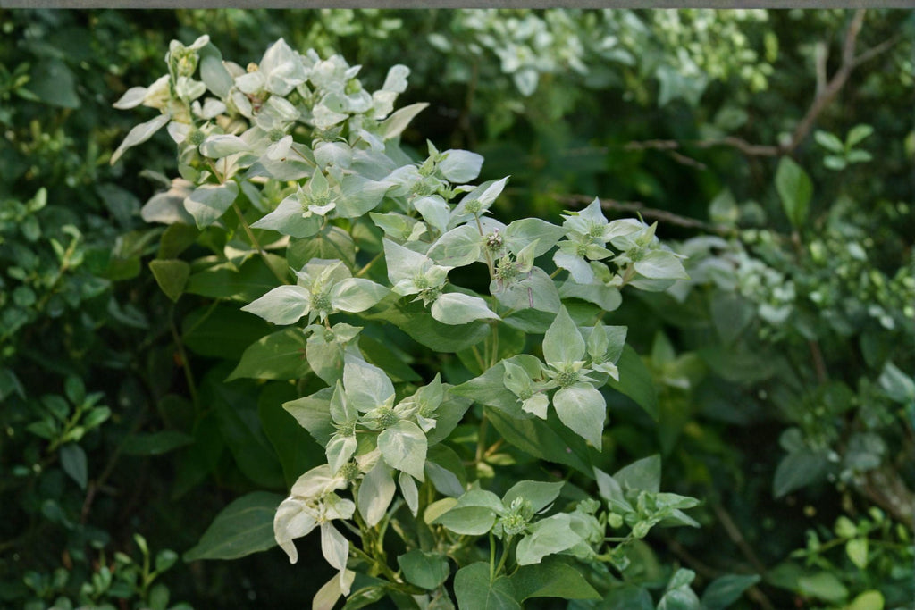 Mountain Mint – Herb 300 Seeds | Native Perennial Herb | Strong Minty Aroma | Pollinator Favorite