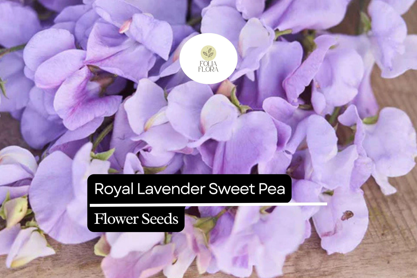 Royal Lavender Sweet Pea (Lathyrus odoratus) – Fragrant Blooms, Lavender Purple Flowers, Ideal for Gardens & Bouquets