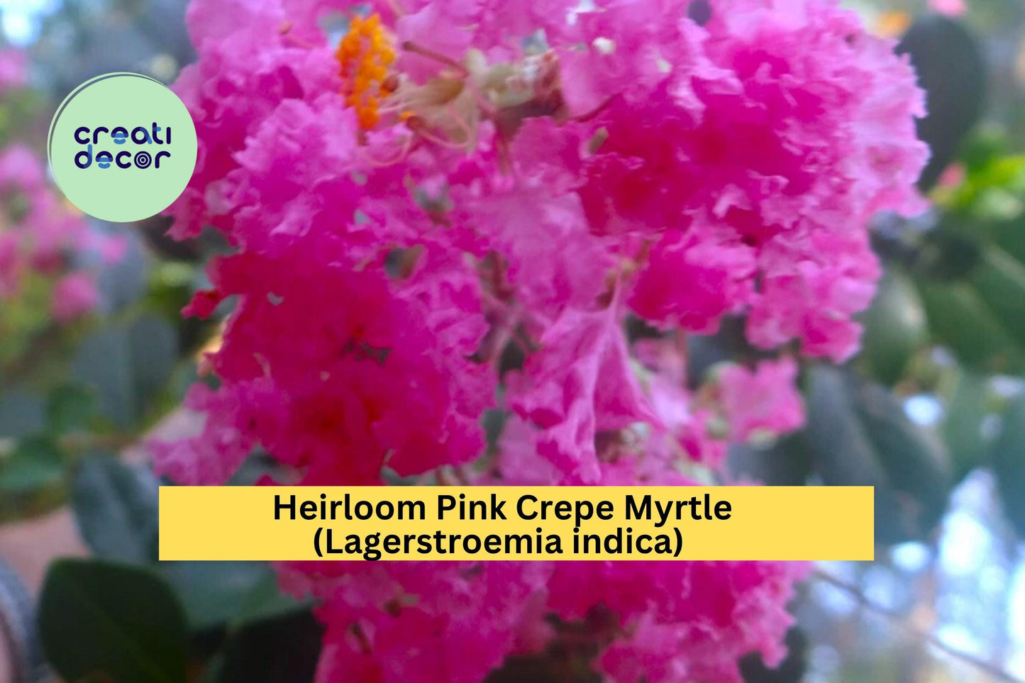 Pink Crepe Myrtle Trees (2 Live Plants) – Heirloom Lagerstroemia indica – Rooted Flowering Cuttings for Garden & Landscape