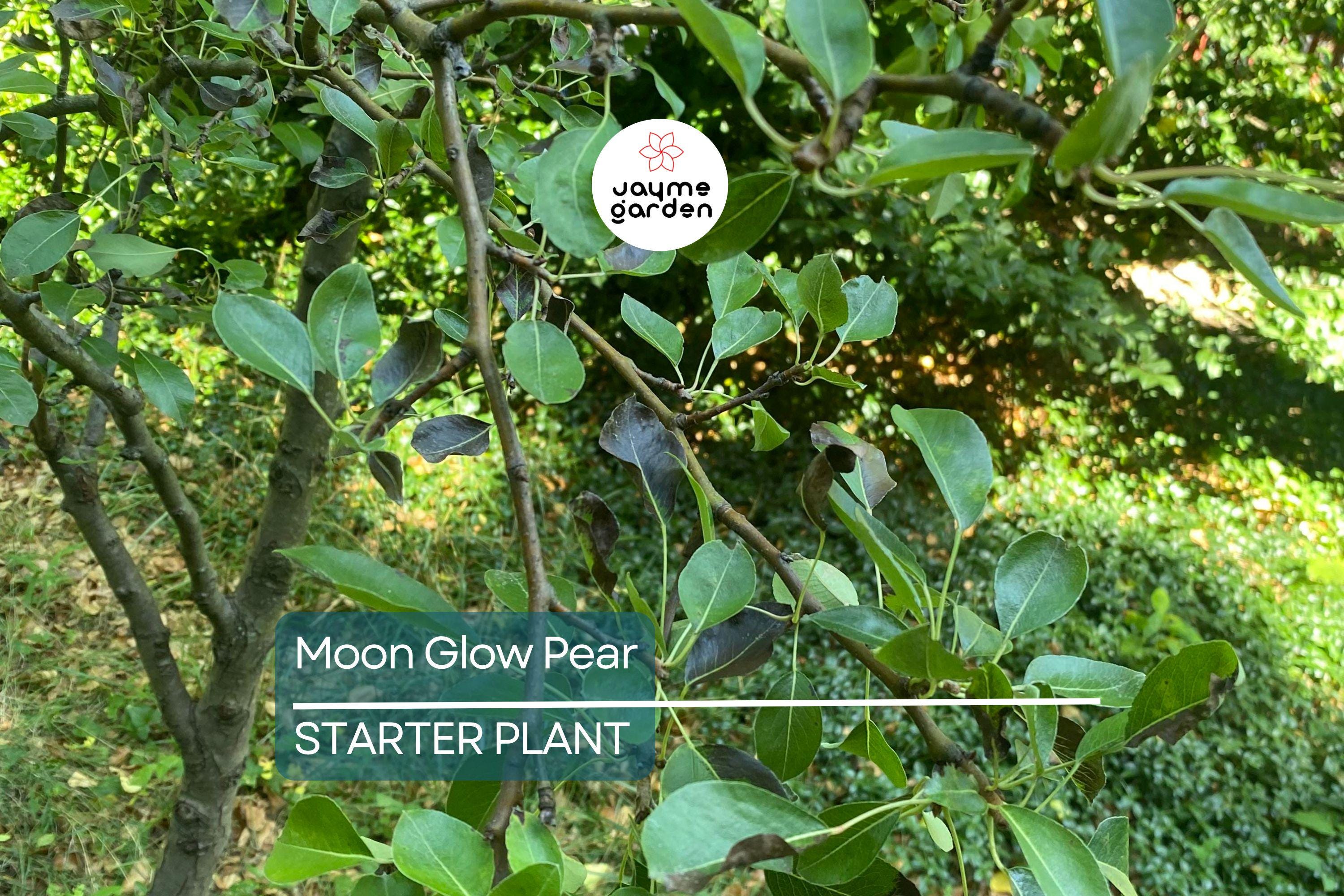 Moon Glow Pear Tree 2ft Tall | Live Fruit Tree, Ready to Plant | Bare Root