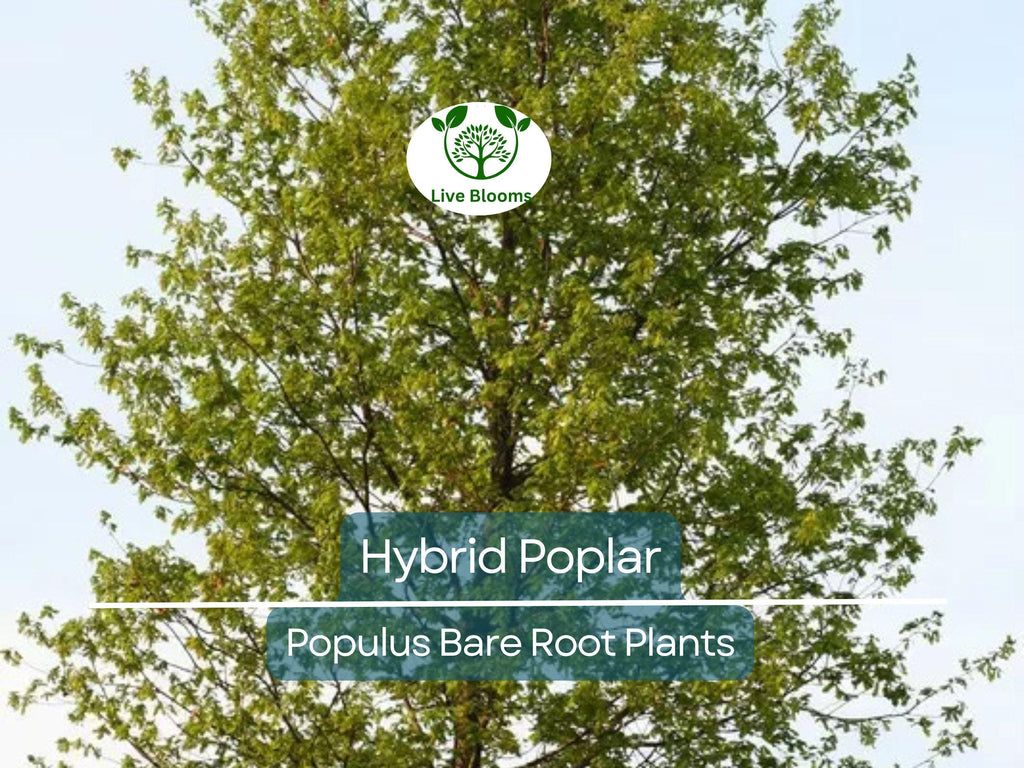 1 Hybrid Poplar Tree – Cottonless Fast-Growing Shade Tree – Live Bare Root Plant – Tall Privacy & Windbreak Tree (Populus spp.)