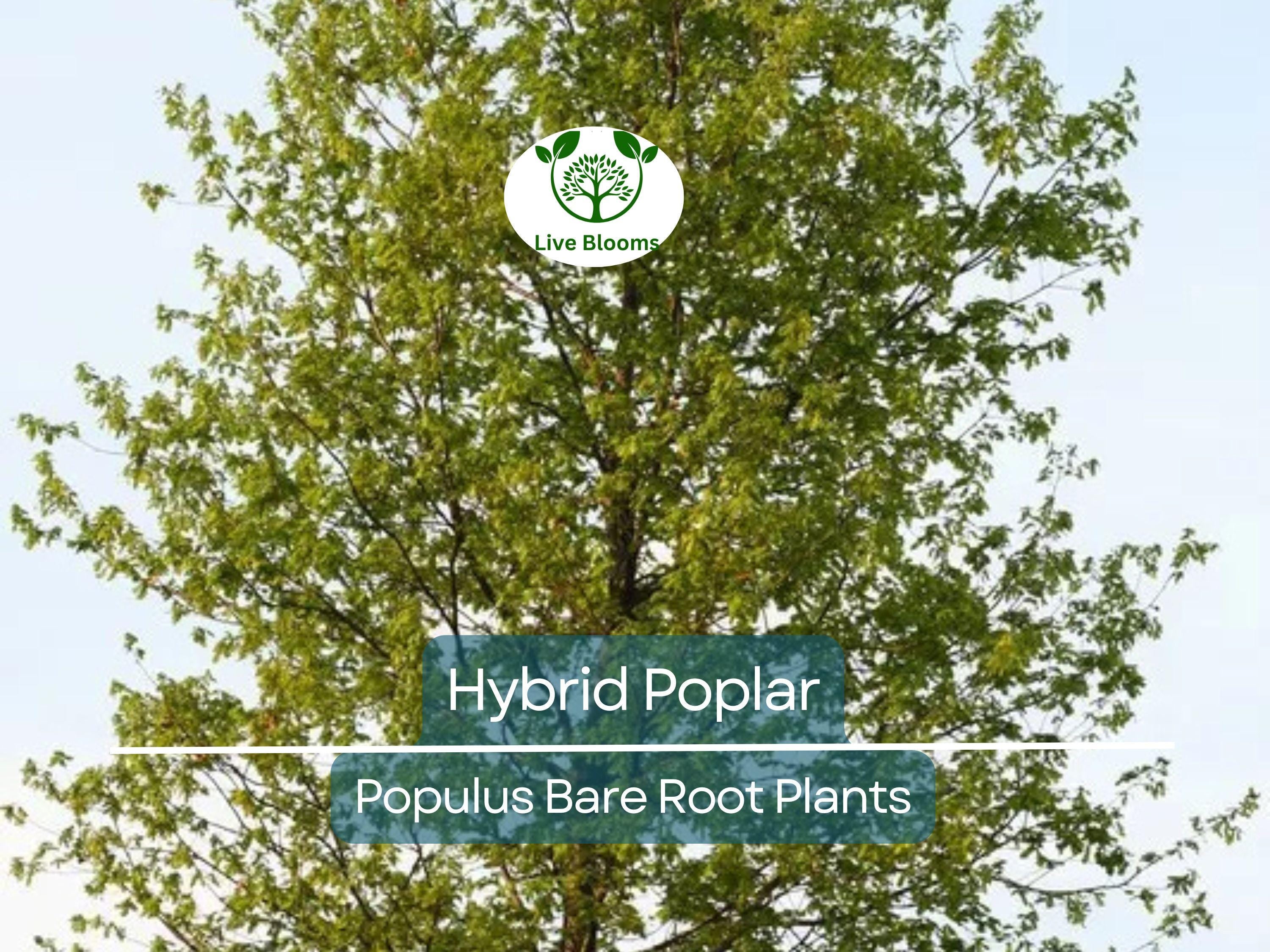 1 Hybrid Poplar Tree – Cottonless Fast-Growing Shade Tree – Live Bare Root Plant – Tall Privacy & Windbreak Tree (Populus spp.)