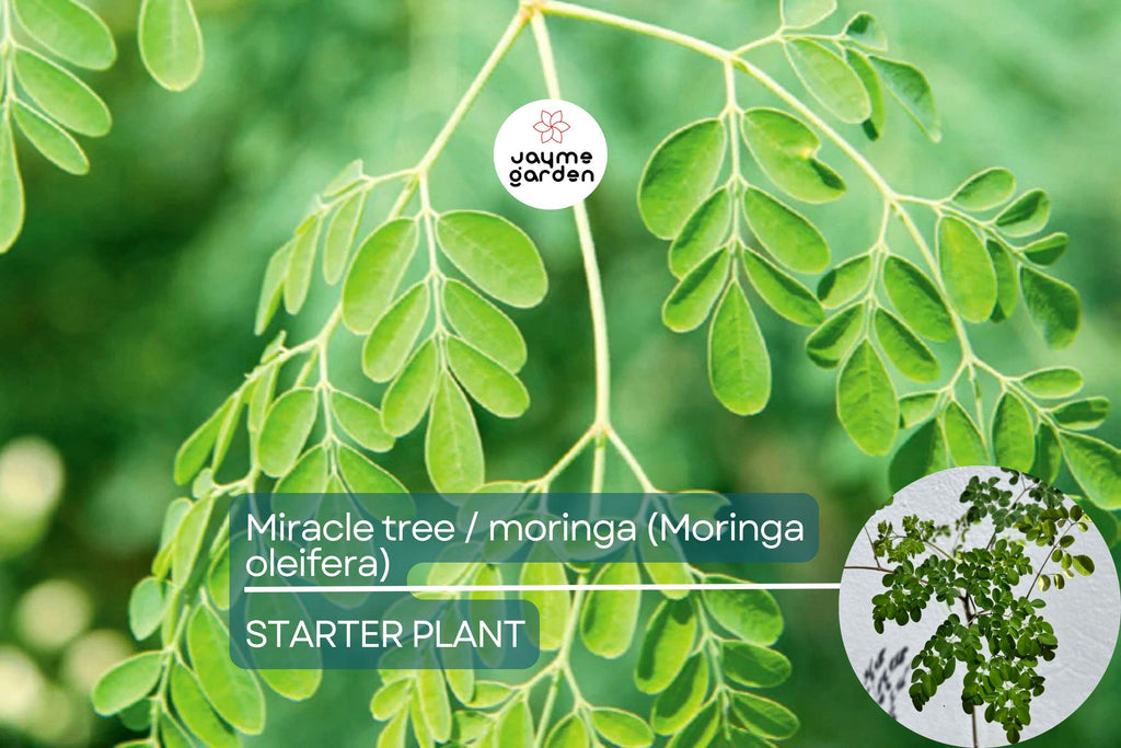 Moringa Tree Starter Plant - Live Miracle Tree 3’-4’ Tall | Highly Nutritious Superfood | Easy Care & Fast Growing for Gardens