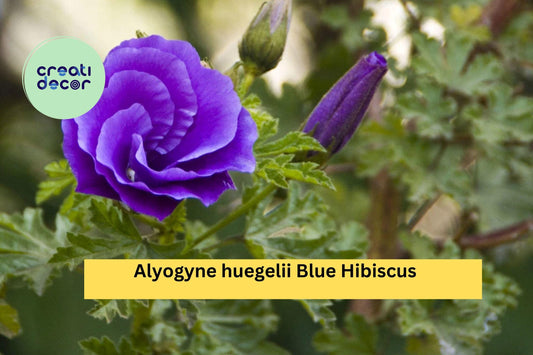 Blue Hibiscus – Alyogyne huegelii Live Rooted Starter Plant, Hardy Flowering Shrub with Purple-Blue Blooms for Garden or Landscape