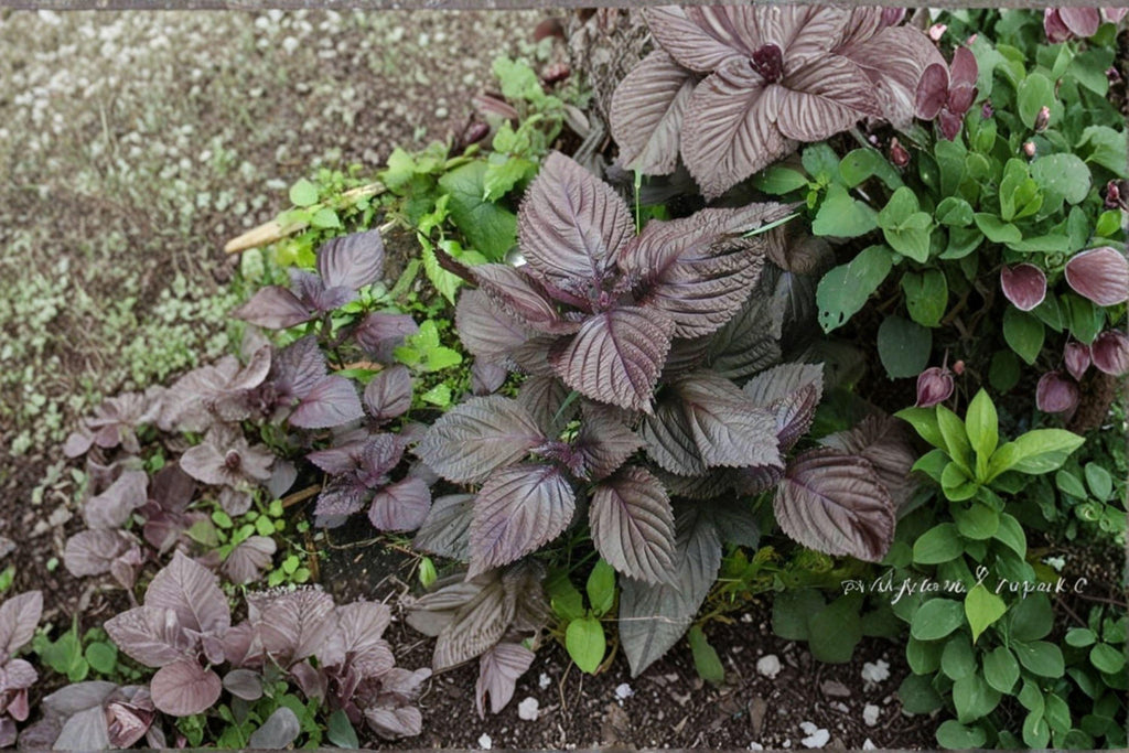 Perilla (Shiso) – Red Aka Shiso 100 Seeds | Japanese Red Perilla | Aromatic Herb | Culinary & Pickling Favorite