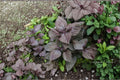 Perilla (Shiso) – Red Aka Shiso 100 Seeds | Japanese Red Perilla | Aromatic Herb | Culinary & Pickling Favorite