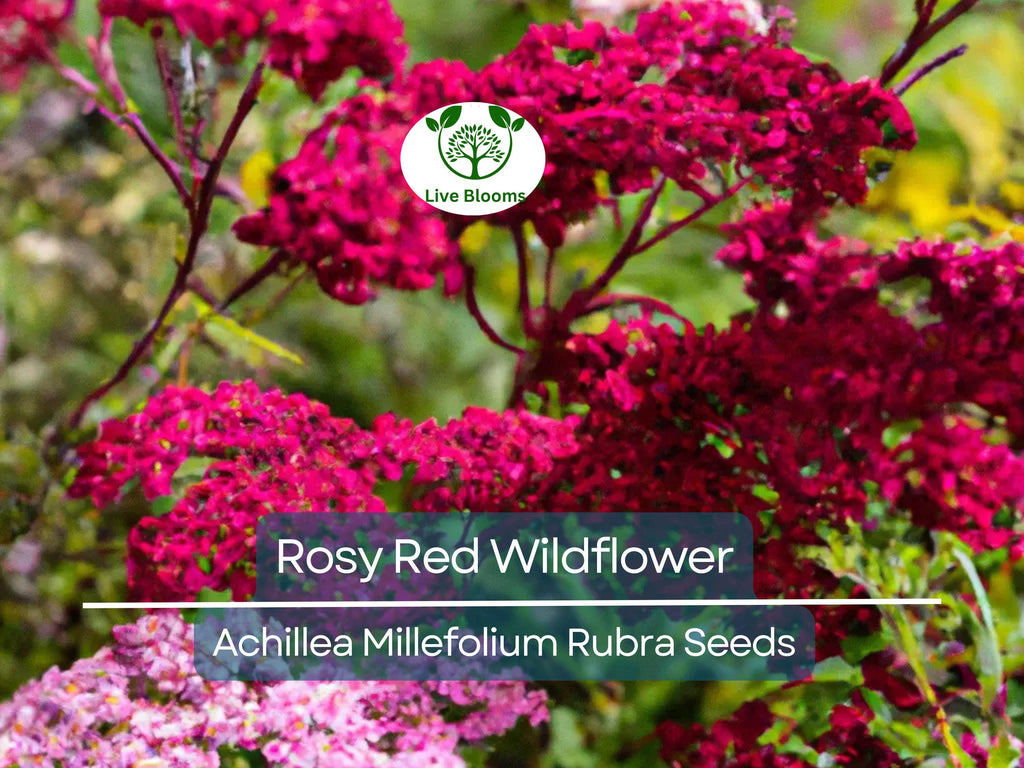 1,000 Perennial 'Rosy Red' Wildflower Seeds | Achillea Millefolium Rubra, Red Yarrow, Easy to Grow, Pollinator-Friendly