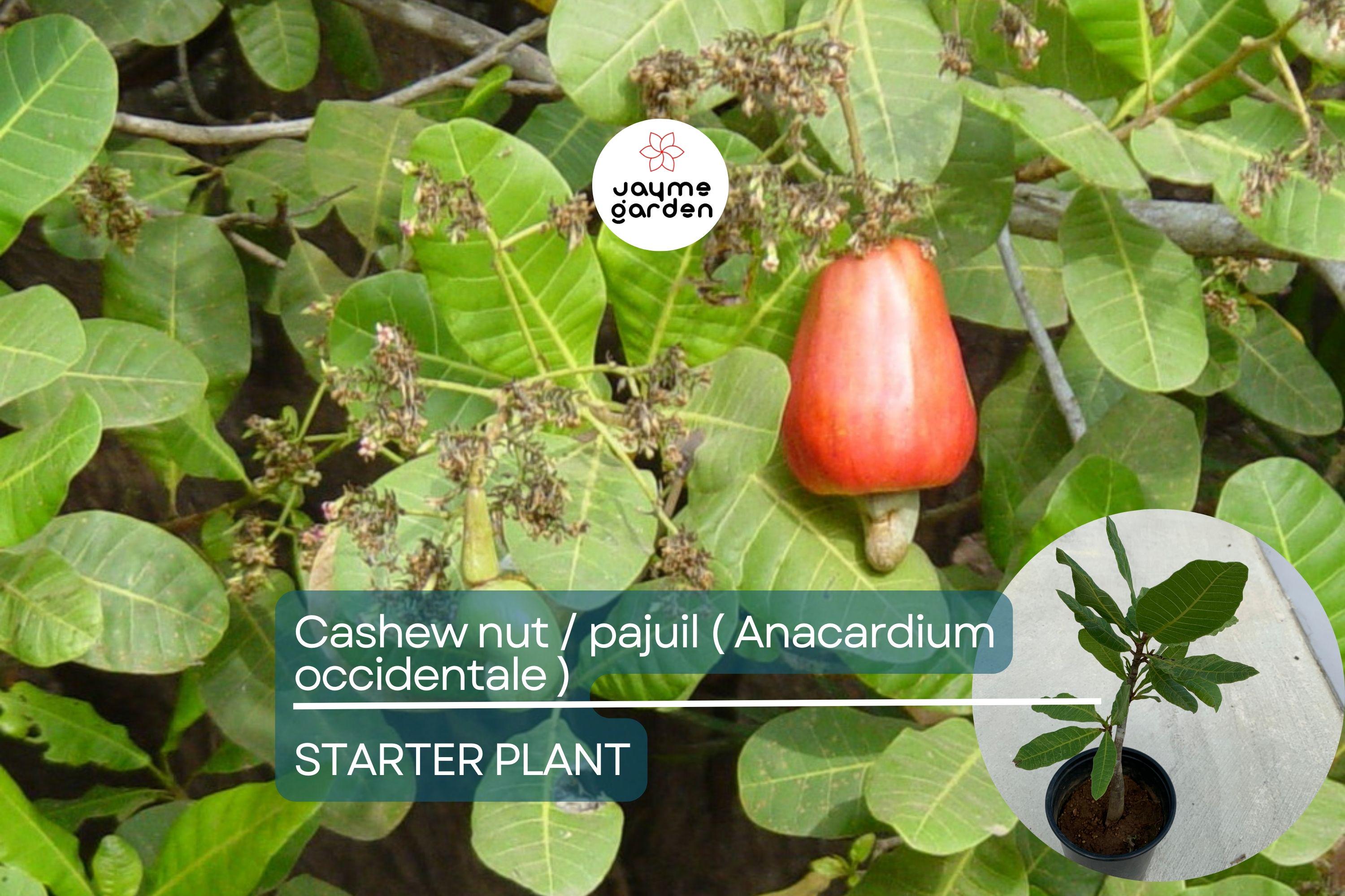 Cashew Nut Tree 12"-18" - Live Anacardium occidentale Tree | Tropical Nut & Fruit Tree for Gardens | Starter Plant