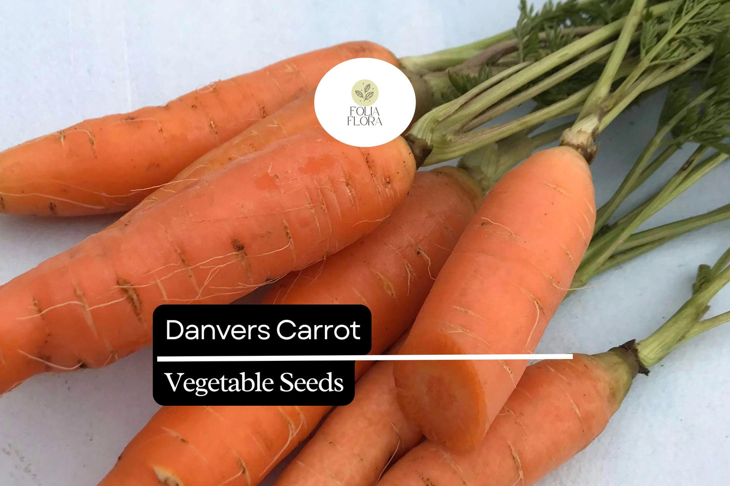 300 Danvers Carrot Seeds – Daucus carota – Sweet, Crisp, Heirloom Variety, Deep Orange Roots, Non-GMO, Ideal for Cooking & Snacking