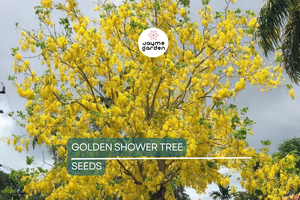 100 Golden Shower Tree Seeds - Cassia Bicapsularis - Yellow Flowers, Butterfly Host, Winter Blooming, Low Water Use