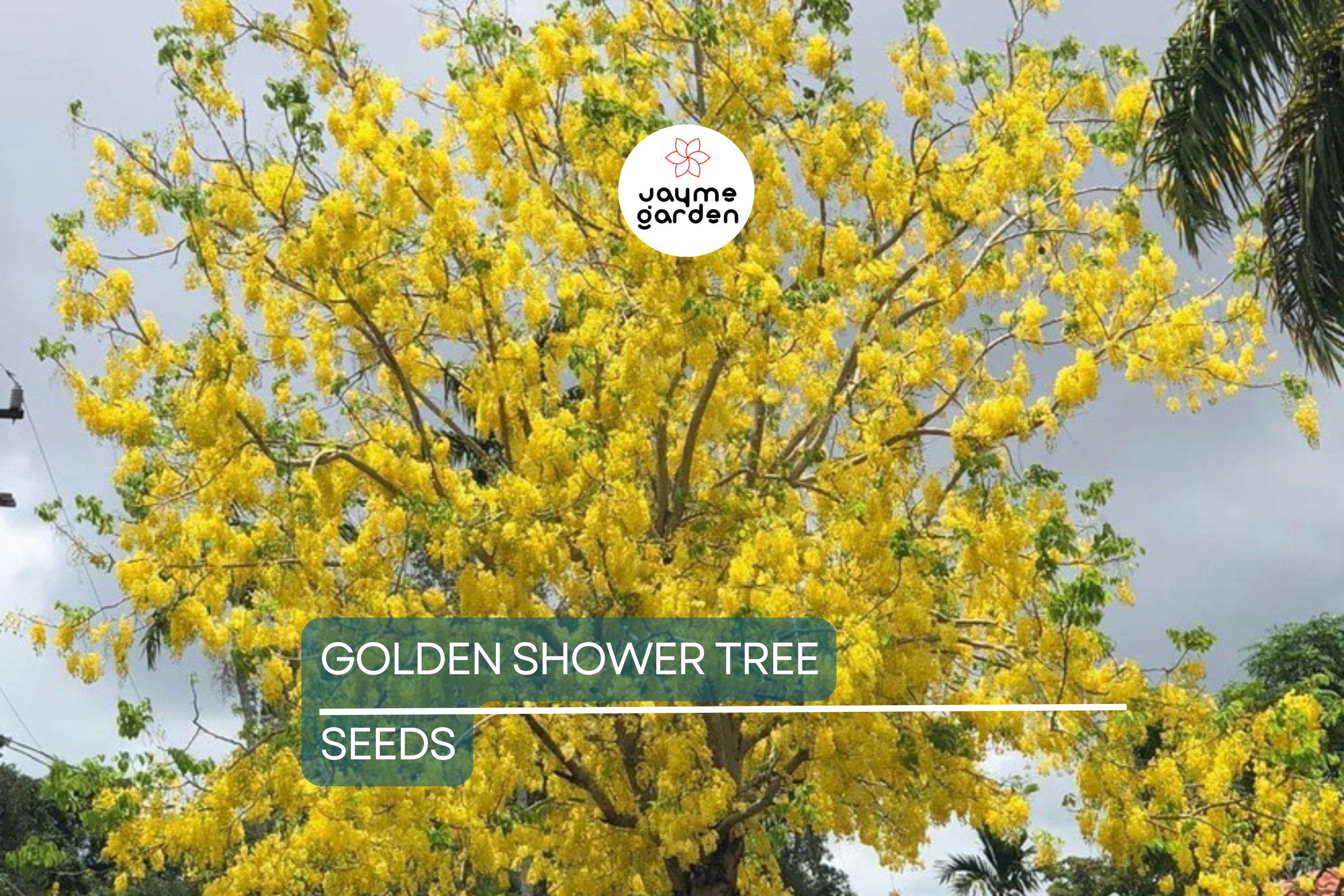 100 Golden Shower Tree Seeds - Cassia Bicapsularis - Yellow Flowers, Butterfly Host, Winter Blooming, Low Water Use