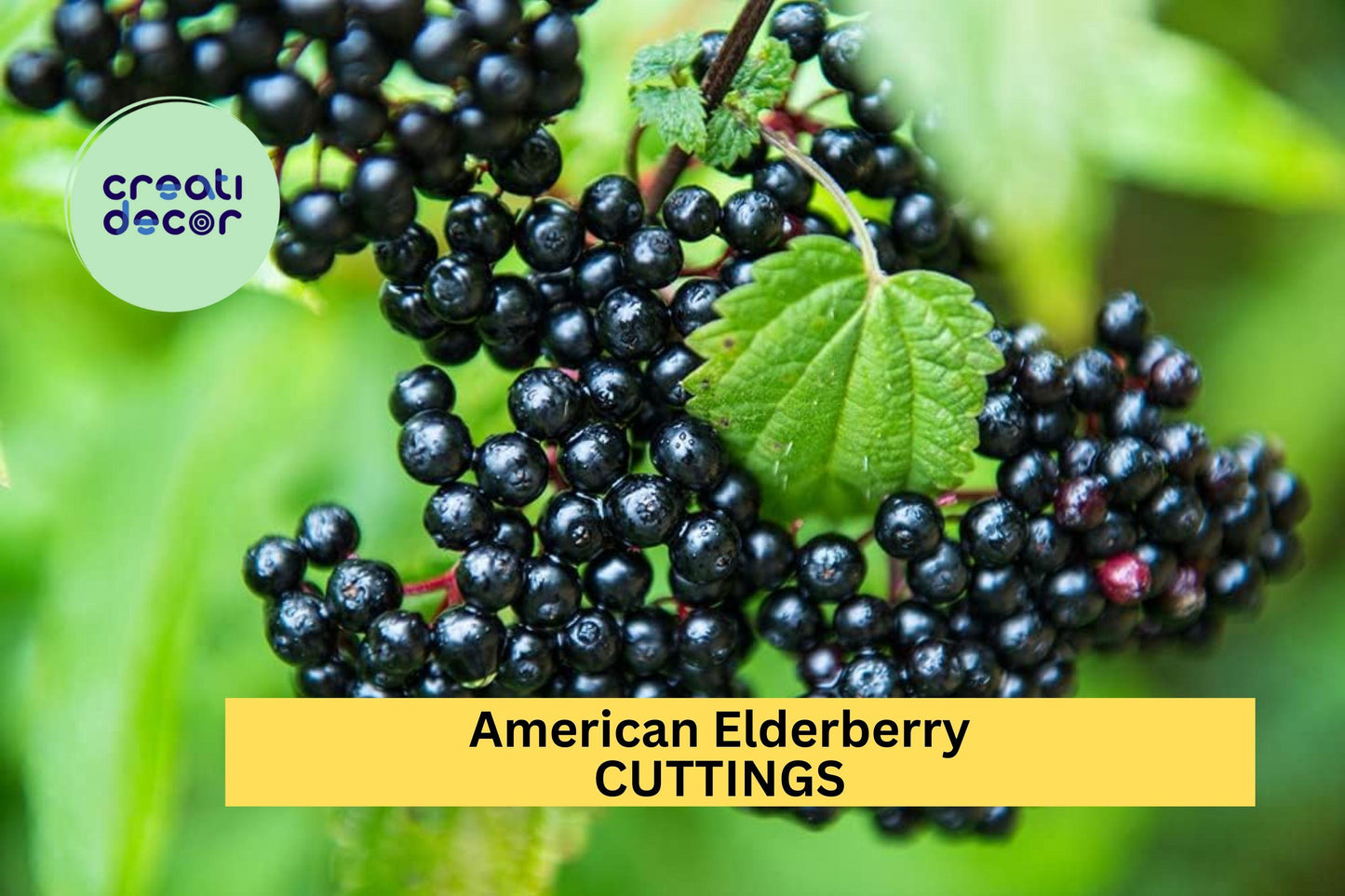 5 American Elderberry Cuttings – Unrooted Sambucus Shrub for Garden Planting, Hardy Native Perennial Bush – USA