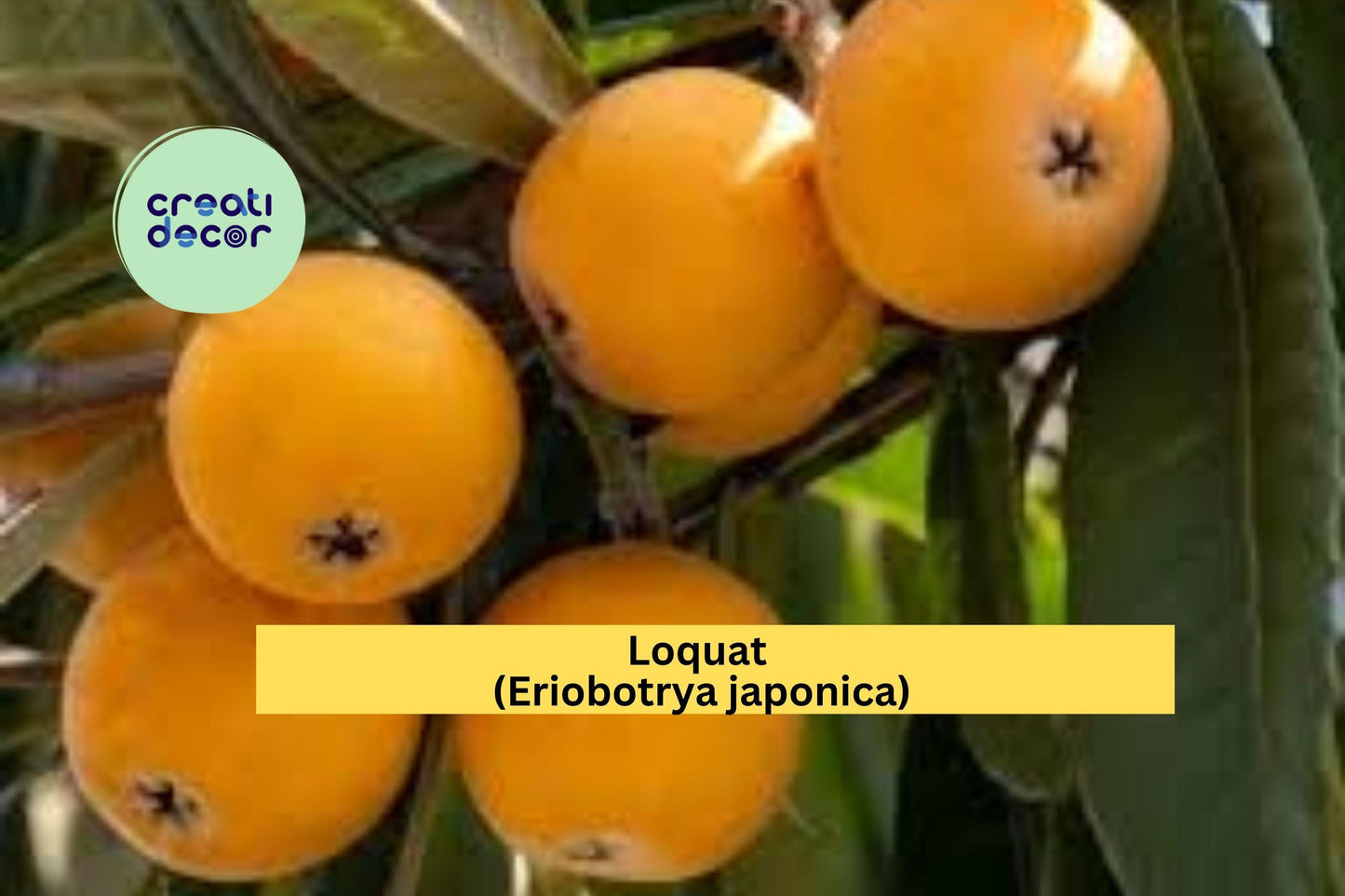 Loquat Tree Scions | 3 Fresh Eriobotrya japonica Cuttings | Live Fruit Tree Wood for Grafting or Rooting Propagation
