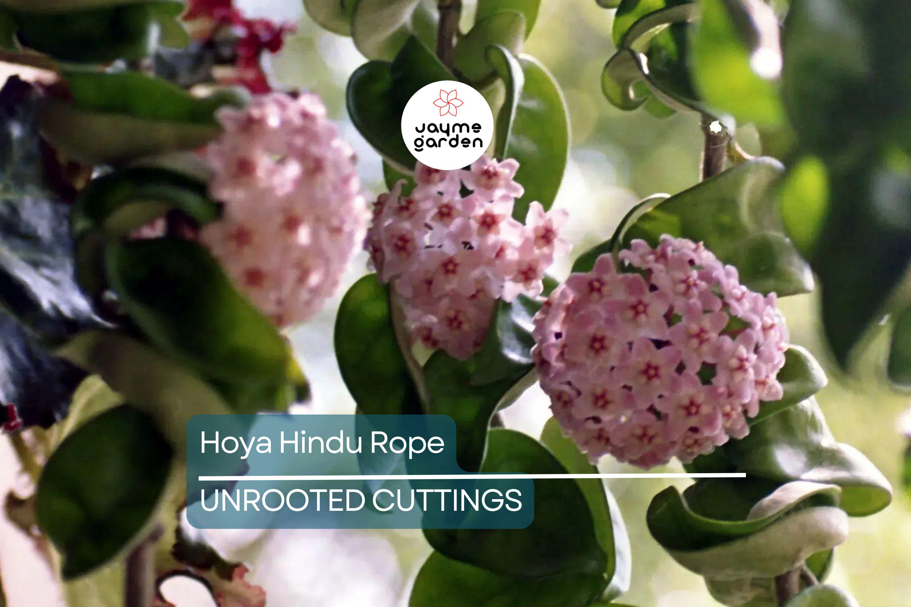 Hoya Hindu Rope Plant Cuttings | Unrooted 4-Inch Cuttings | Unique Indoor Plant | Easy Care | Lush Green Foliage