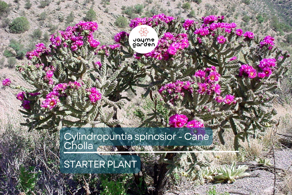 Cylindropuntia spinosior | Cane Cholla Rooted Cutting | Hardy Cactus for Xeriscapes & Desert Gardens