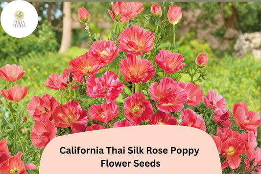 200+ California Thai Silk Rose Poppy Seeds for Garden Planting - Elegant Pink Wildflowers