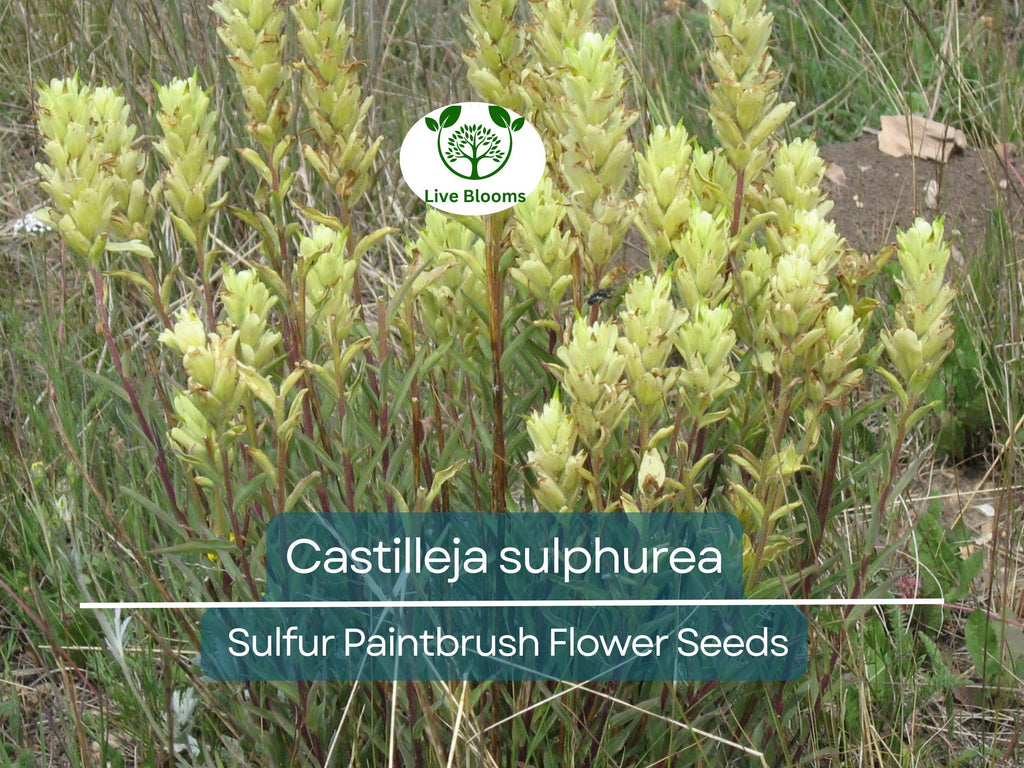 100 mg Seeds Castilleja sulphurea (Sulfur Paintbrush) Indian Paint Brush for Planting | Vibrant Wildflower for Pollinator Gardens