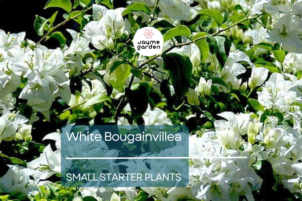 White Bougainvillea Starter Plant - Paper Flower, 5-7 Inches Tall - Tropical Beauty for Gardens, Containers & Landscaping