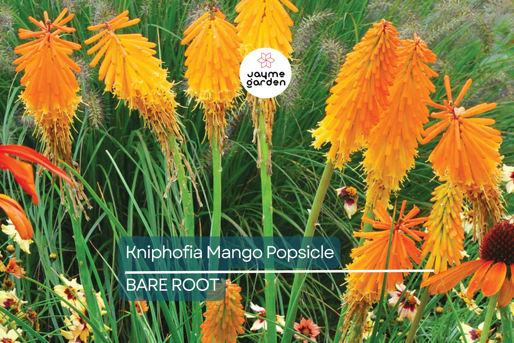 Kniphofia ‘Mango Popsicle’ – 1 Bare Root Hot Poker Plant, Perennial, Drought-Tolerant, Orange Blooms