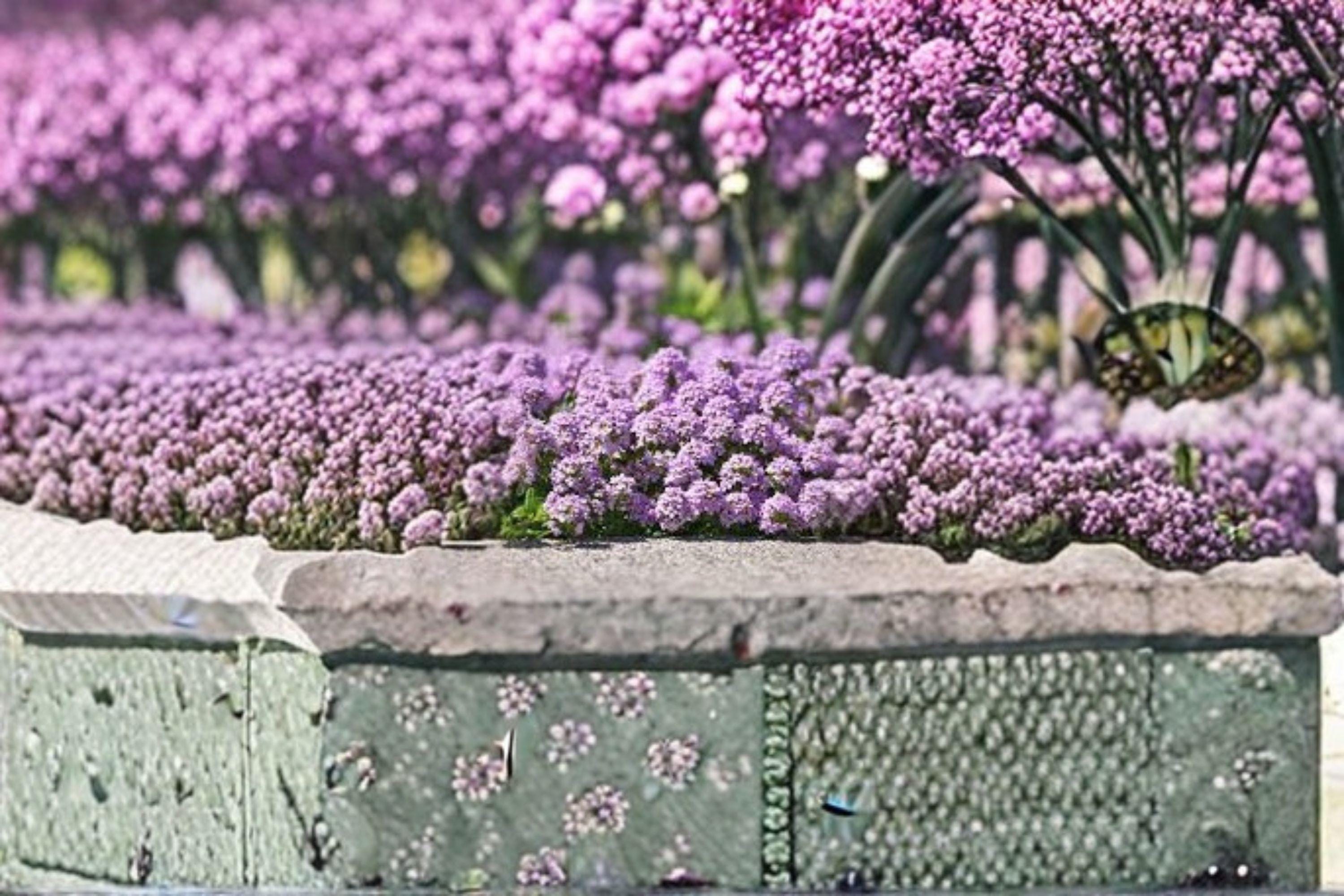 Creeping Thyme – Thymus serpyllum 100 Seeds | Fragrant Ground Cover | Perennial Herb | Pollinator Friendly