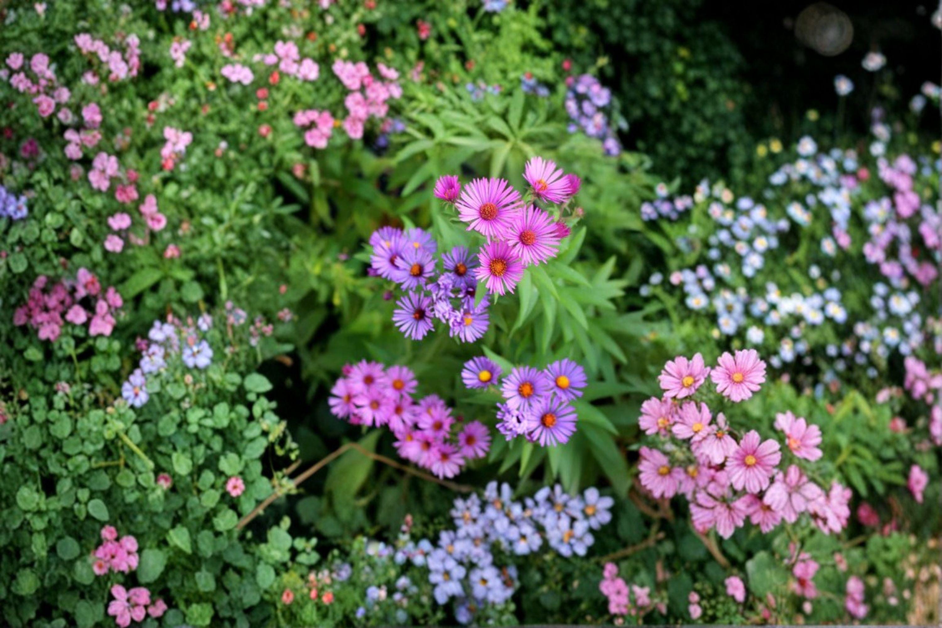 Symphyotrichum novae-angliae – New England Aster | 100 Seeds | Native Purple Aster Wildflower