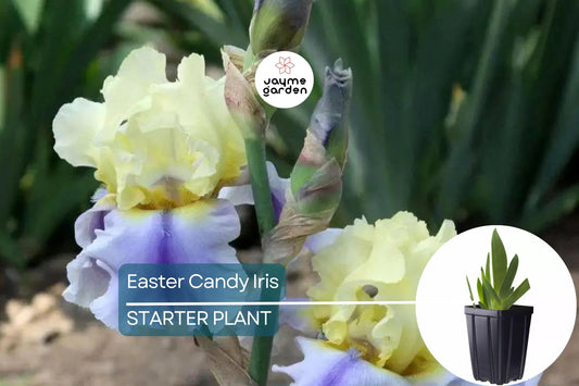 Easter Candy Iris Plant – Quart Pot | Large Blue & Yellow Flowers | Perennial, Deer Resistant, Hardy Zones 3-10 | 37" Tall