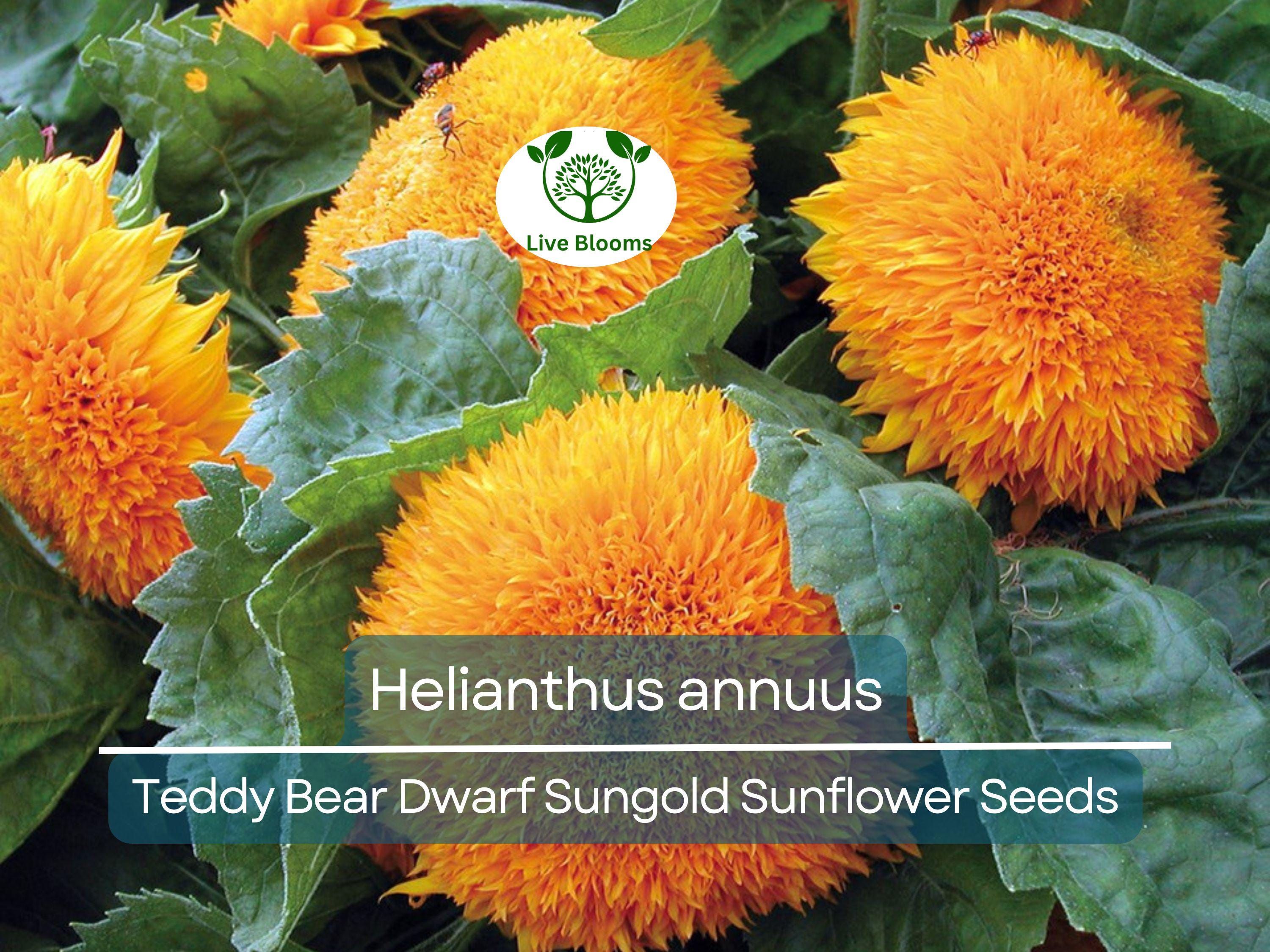 1 Gram Seeds Teddy Bear Sunflower (Dwarf Sungold Sunflower) for Planting | Compact, Fuzzy-Bloom Sunflowers for Gardens & Pots
